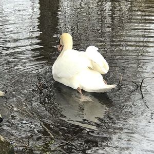 Meet your Posher, Darren